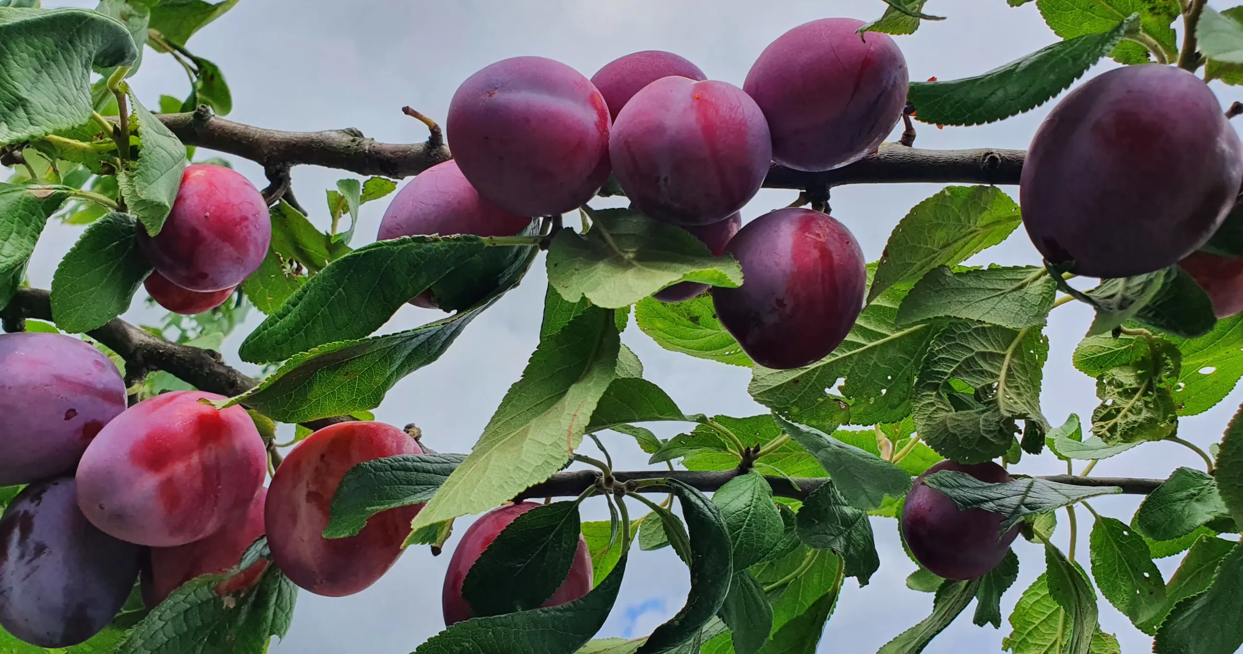Pflaumen am Baum