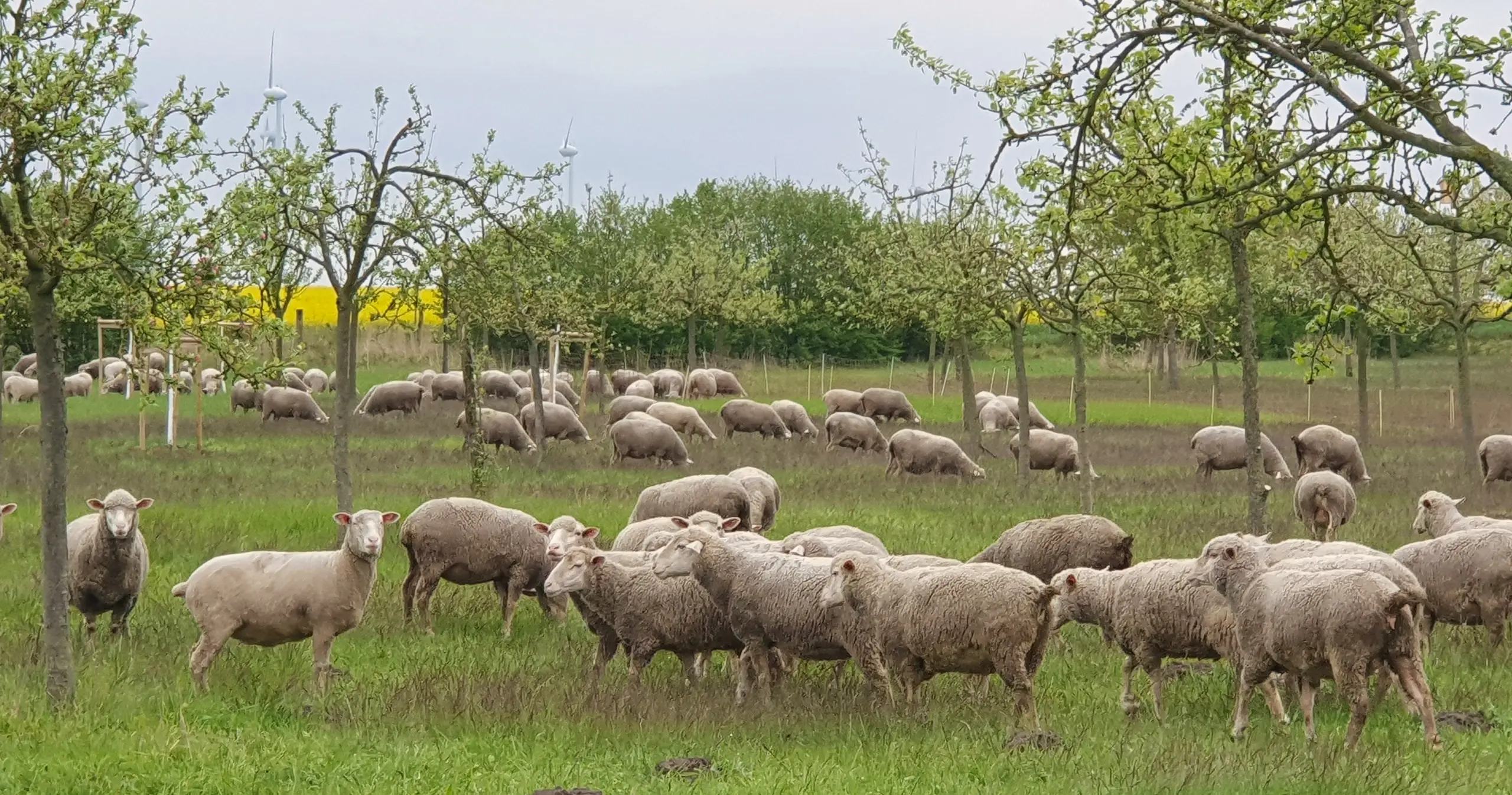 Merinoschafe weiden auf der Obstwiese
