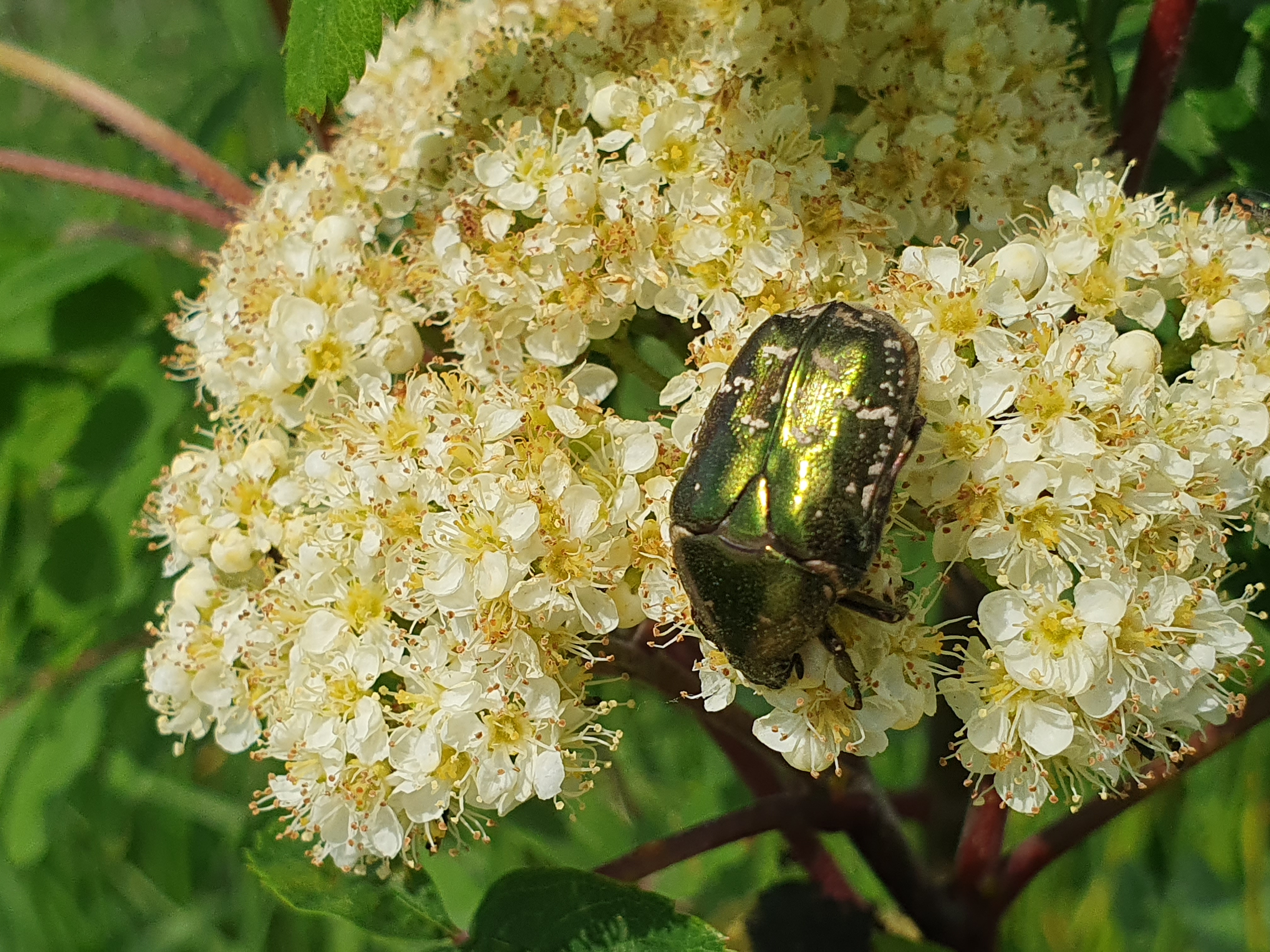 Ein metallisch-grün glänzender Rosenkäfer sitzt auf den dichten, weißen Blütenständen einer Eberesche im hellen Sonnenlicht.