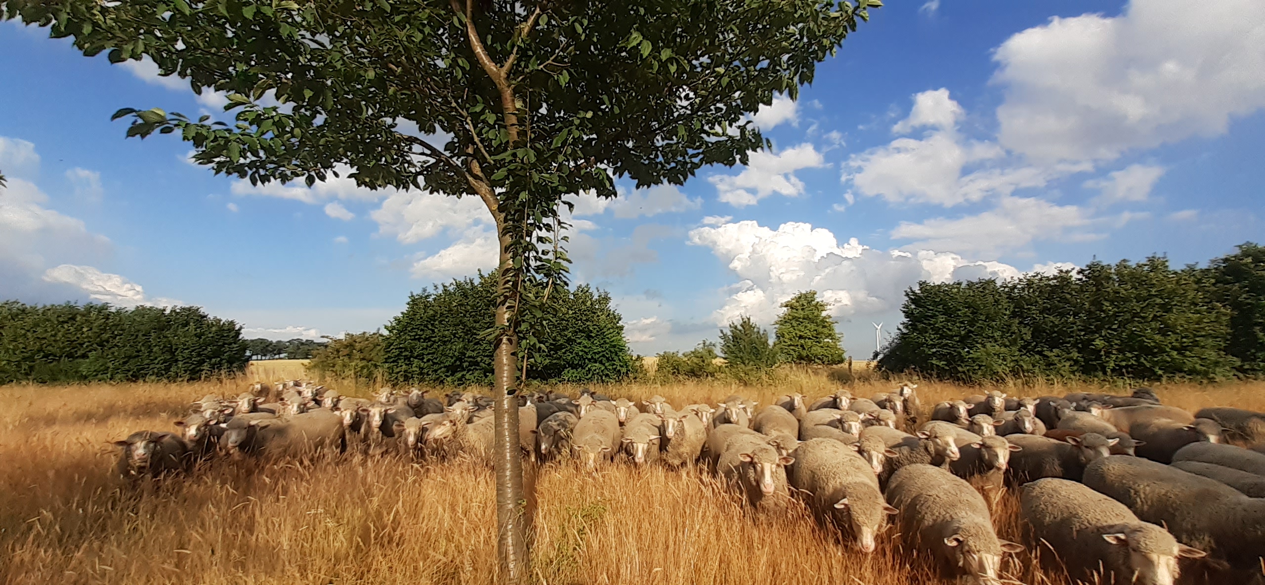 Schafe auf vertrockneter Wiese