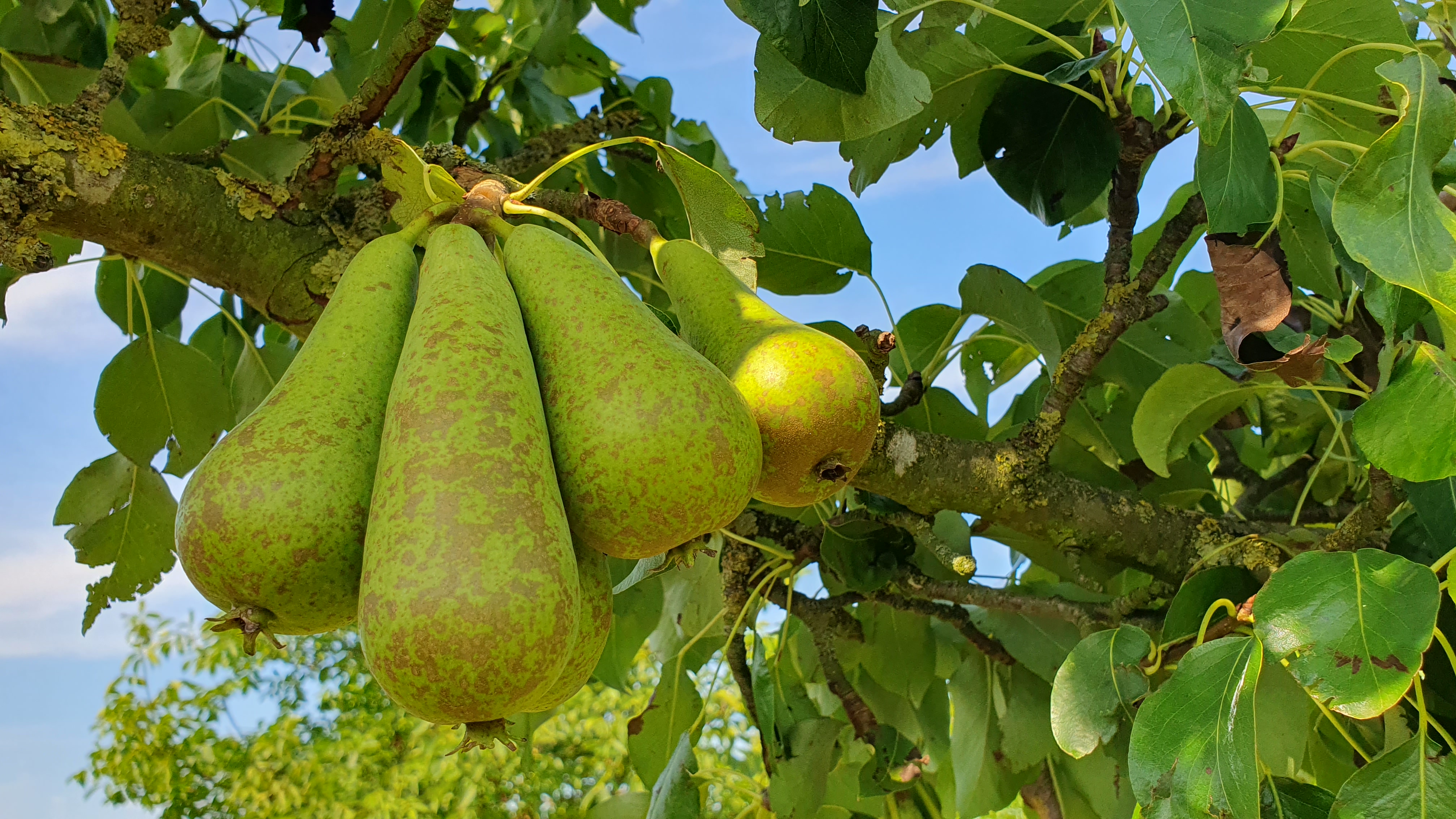 Vollreife Birnen am Baum