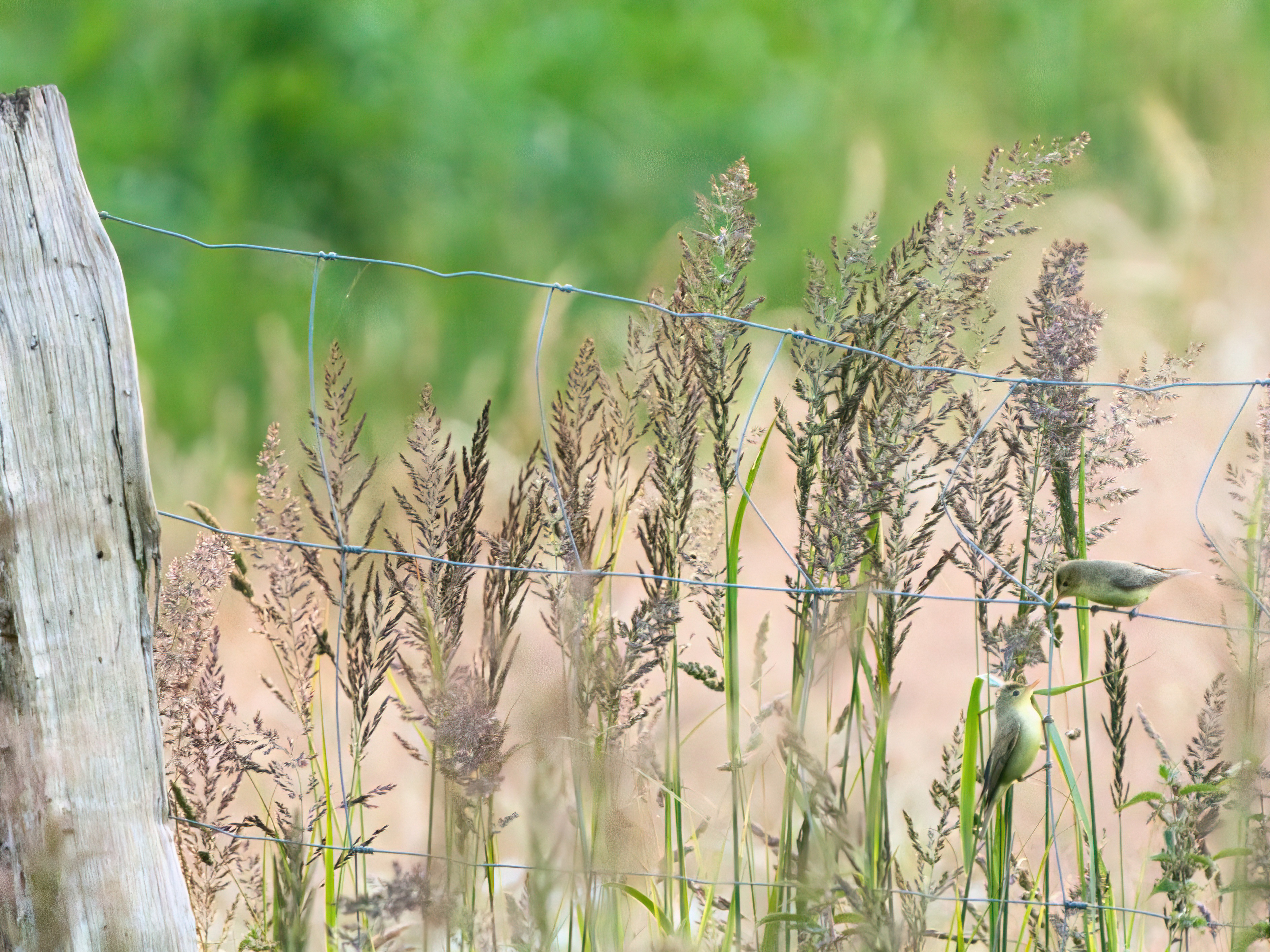 Kleine Vögel (Gelbspötter) verstecken sich in hohem, trockenem Gras.