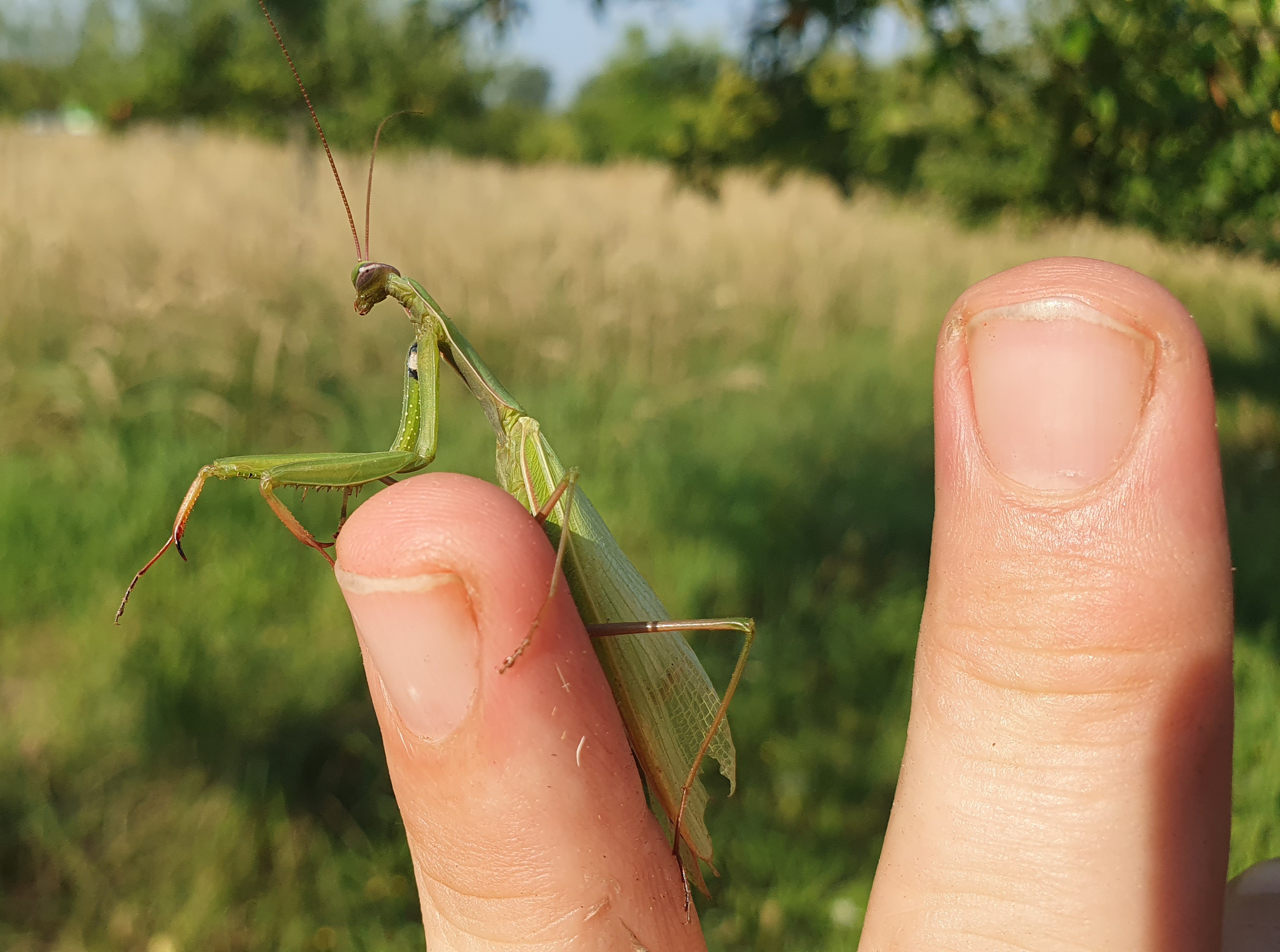 Eine grüne Gottesanbeterin sitzt auf einem menschlichen Zeigefinger vor einer sonnigen, unscharfen Wiese.