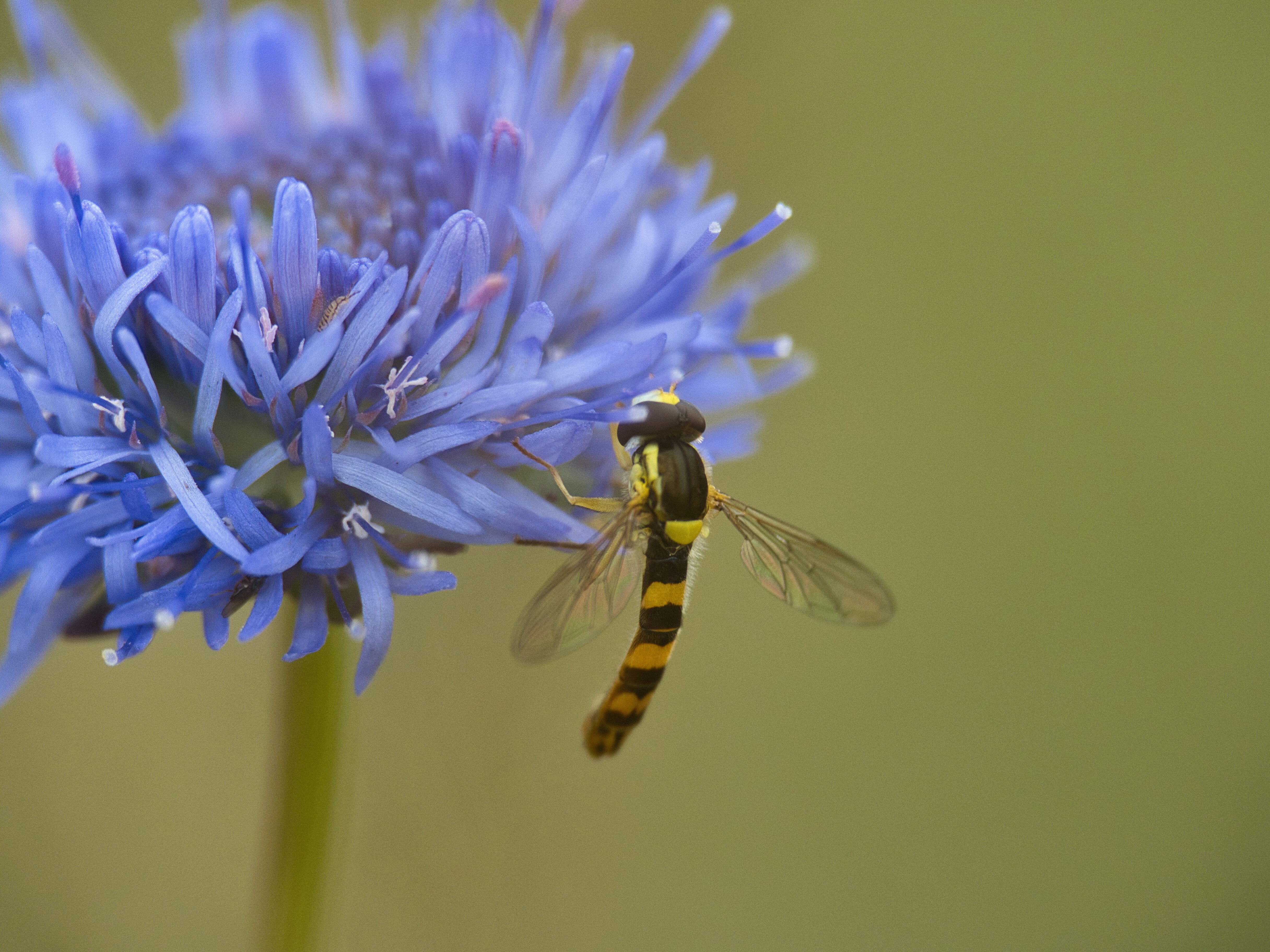 Schwebfliege auf blauer Blüte.